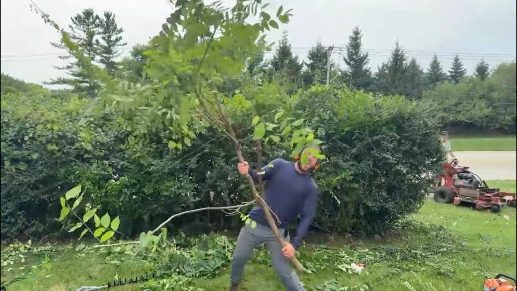 $375 Overgrown Mess!
