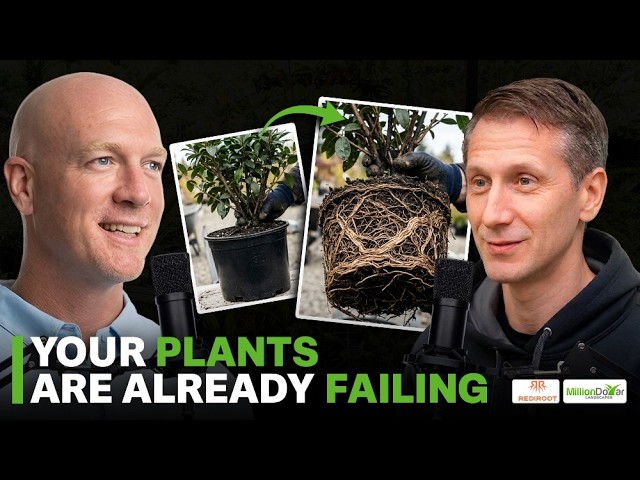 Why Your Installed Plants Keep Dying (It Started Before You Even Bought Them)